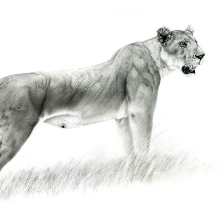 2020 Lioness