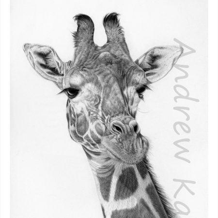 Maasai Giraffe 17 x 10