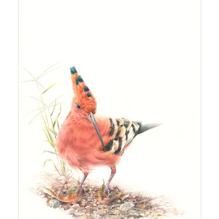 African Hoopoe jpeg2