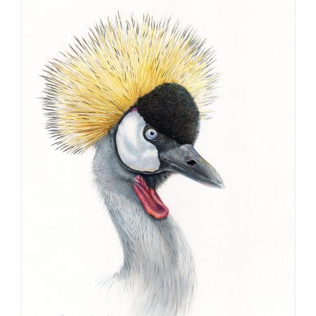 Crowned crane