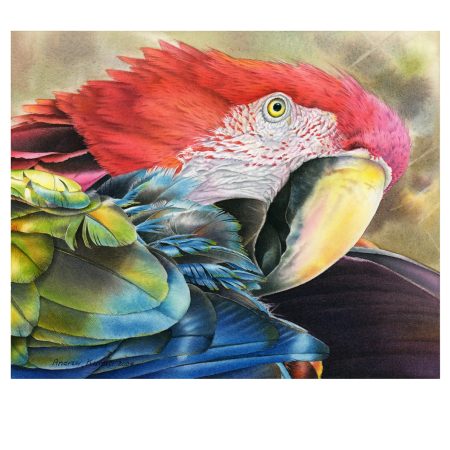 Green winged Macaw