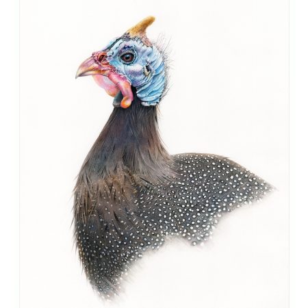 Helmeted guinea fowl