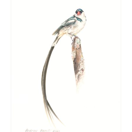 Pin Tailed Whydah