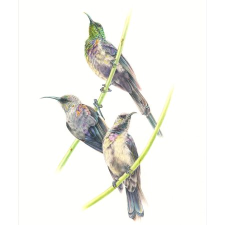 Tacazze sunbird - Copy