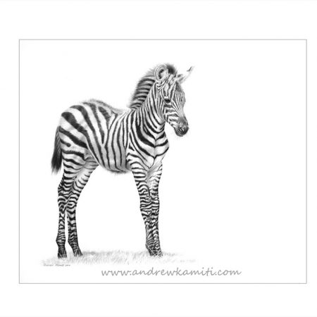 Zebra foal 2017 web